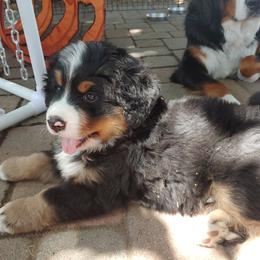 Bernese Mountain Dog Puppies from Triple Heart Bernese Mountain Dogs