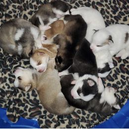 Pomsky Puppies from Happy Hills Kennels