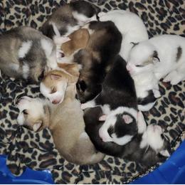 Pomsky Puppies from Happy Hills Kennels