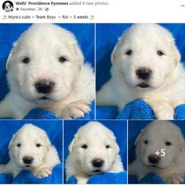 Rio - White male Great Pyrenees puppy in Silex, Missouri from Wells' Providence Pyrenees