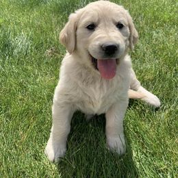 Golden Retriever Puppies from Castle Country Companions