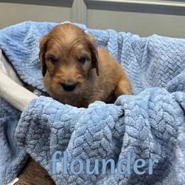 Flounder - Apricot male Goldendoodle puppy in Rochester, Massachusetts from Petal Perfect Puppies