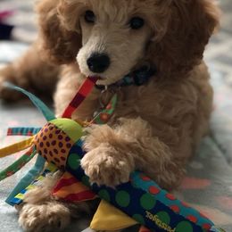 Poodles from Showcase Miniature Poodles
