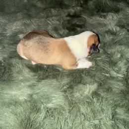 Sugar - Red female Pembroke Welsh Corgi puppy in Derby, Iowa from Newton Hay & Cattle
