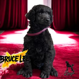 Bruce Lee - Black male Poodle puppy in Nederland, Texas from Lingo Standard Poodles