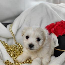 Pooh (yellow collar)-OFA and CHIC parents - White male Coton de Tulear puppy in Westfield, North Carolina from Legacy Pets