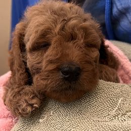 Goldendoodle Puppies from Kid's Best Doodle