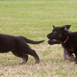 German Shepherd Puppies from Vom Anfang German Shepherds