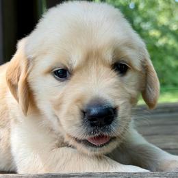 Maverick - Light golden male Golden Retriever puppy in Doniphan, Missouri from Stockford’s Golden Retrievers