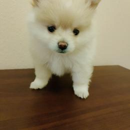 Mia - Cream female Pomeranian puppy in Amarillo, Texas from Jamie's Pomeranians