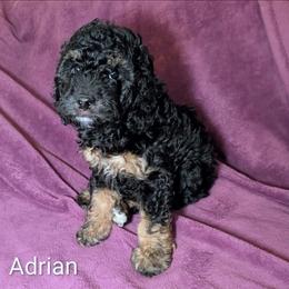 Adrian - Black and tan male Cockapoo puppy in Sunset, Louisiana from Cano Cockapoos