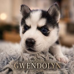 Girl 1 (Gwendolyn) - Black and white female Pomsky puppy in Norfolk, Virginia from 'Brick'House Couture Pomskies