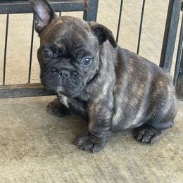 Hunt - Brindle male French Bulldog puppy in Riverside, California from Nancy Smith Woodcrest Frenchies