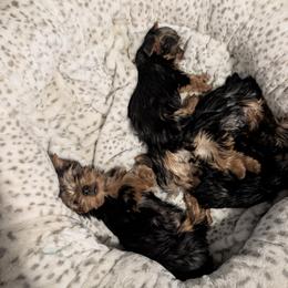 Yorkshire Terrier puppies from Ariadna Boyd
