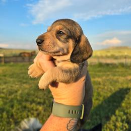 Wild Boar - Wild boar and cream male Dachshund puppy in Great Falls, Montana from Green Dragon Kennel