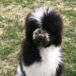 Poodles from Masquerade's Standard Poodles of North Carolina