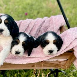 English Springer Spaniels from Wildcard English Springer Spaniels