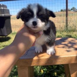 Waylon - Black and tan male Pembroke Welsh Corgi puppy in Red Bluff, California from Wilder Ranch Corgis