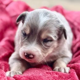 Merle boy 1 - Blue merle male Border Collie puppy in East Ellijay, Georgia from Nine Peaks Border Collies