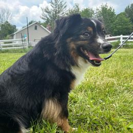 Salem - Miniature American Shepherd