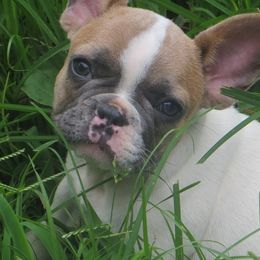 French Bulldogs from Hidden Creek French Bulldogs