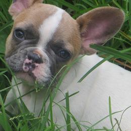 French Bulldogs from Hidden Creek French Bulldogs