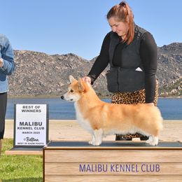 Oakley - Pembroke Welsh Corgi