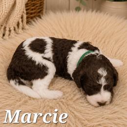 Marcie - Parti female Poodle puppy in Dover, Delaware from Dogtastic Poodles