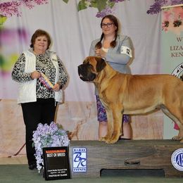 Everly - Mastiff