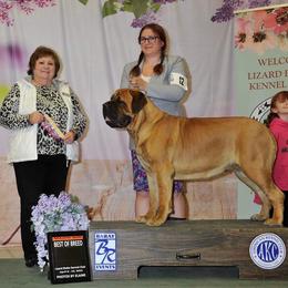 Everly - Mastiff