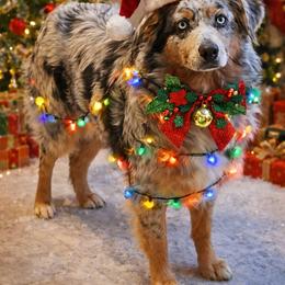 Misty - Miniature Australian Shepherd