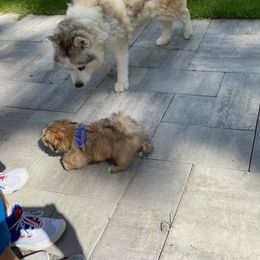 Shih Tzu Puppies from N.F.S.T Imperial ShihTzu Puppies.