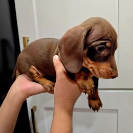 Chocolate - Chocolate male Dachshund puppy in Hesperia, California from VOM HAUSE Imperial