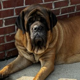 Zucci - Mastiff
