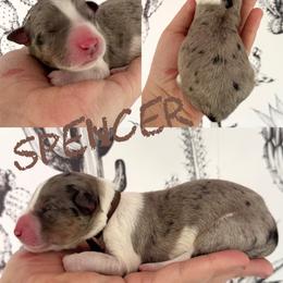Spencer - Blue merle male Border Collie puppy in Sanger, California from Flying M Cactus Ranch Buddies