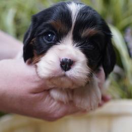 Arthur - Tri-color male Cavalier King Charles Spaniel puppy in Lula, Georgia from Cavaliers by Crumley