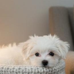 Puppy - White male Maltese puppy in Oklahoma City, Oklahoma from Adorable Maltese Puppies
