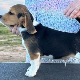Beagle Puppies from Alakay Beagles