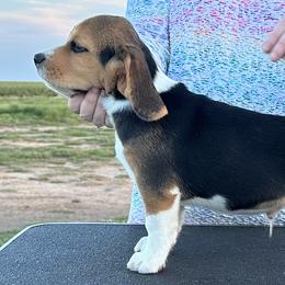 Beagle Puppies from Alakay Beagles