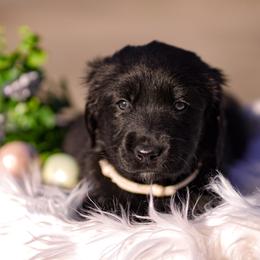 Osiris - Phantom male Goldendoodle puppy in Portsmouth, Virginia from Hopping Howlers Ranch