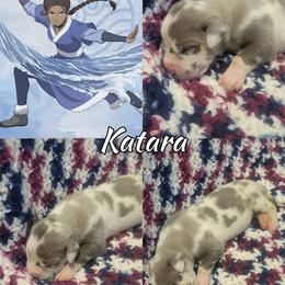 Katara - Harlequin female Great Dane puppy in Pollock, Louisiana from Danes Done Right