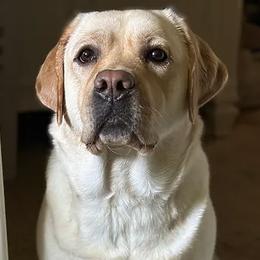 Maci - Labrador Retriever