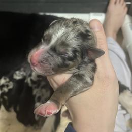 Boy 5 - male Australian Shepherd puppy in Wisconsin Dells, Wisconsin from Nicara kennel