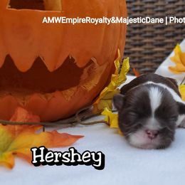 Great Dane and Shih Tzu Puppies from Empire Royalty and Majestic Dane
