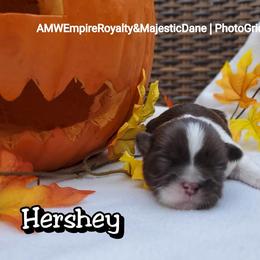 Great Dane and Shih Tzu Puppies from Empire Royalty and Majestic Dane