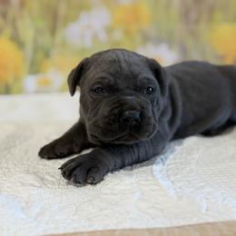 Caleb - Gray brindle male Cane Corso puppy in Loogootee, Indiana from Walnut Creek Cane Corso