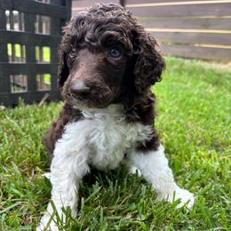 Relic - Purple Collar - Parti male Poodle puppy in Monroe, North Carolina from The Klepper Homestead