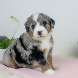 Aussiedoodle Puppies from Crystal Ridge Doodles
