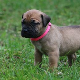 Boerboel Puppies from Northland Boerboels