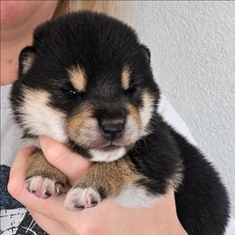 Jin - Black and tan male Shiba Inu puppy in Marianna, Florida from Diwasou
